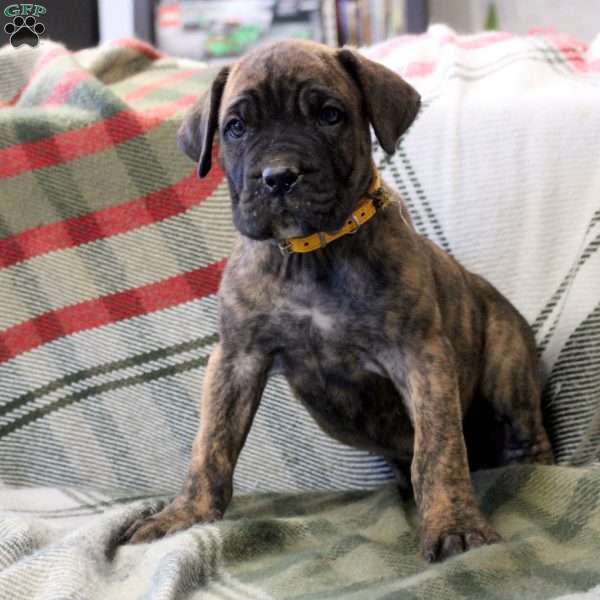 Nola, Cane Corso Mix Puppy