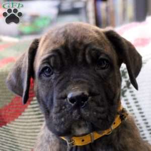 Nola, Cane Corso Mix Puppy