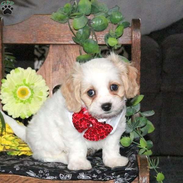 Noodle, Cavachon Puppy