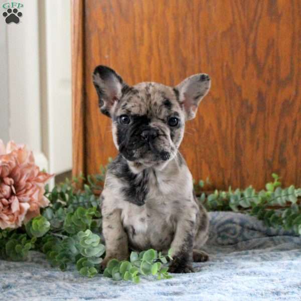 Nora, French Bulldog Puppy