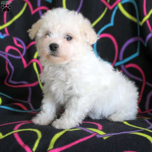 Nora, Bichon Frise Puppy