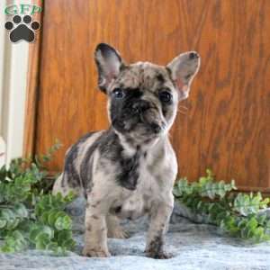 Nora, French Bulldog Puppy