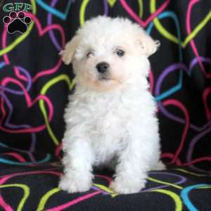Nora, Bichon Frise Puppy