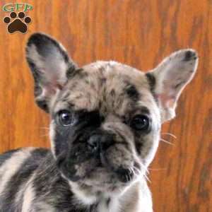 Nora, French Bulldog Puppy