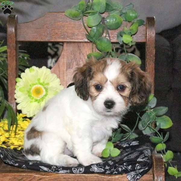 Nova, Cavachon Puppy