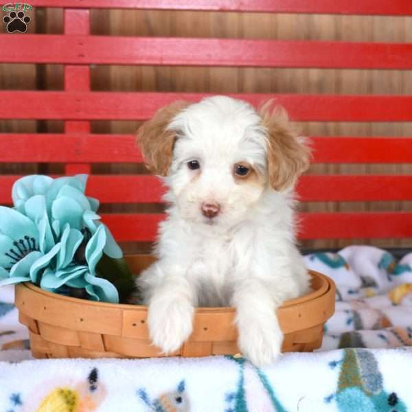 Nova, Mini Goldendoodle Puppy