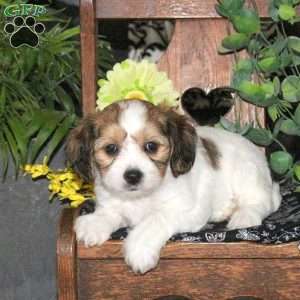 Nova, Cavachon Puppy