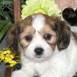 Nova, Cavachon Puppy