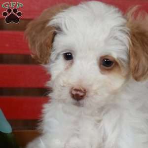 Nova, Mini Goldendoodle Puppy