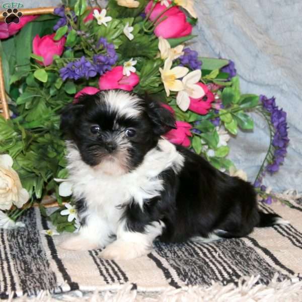 Nova, Shih Tzu Puppy