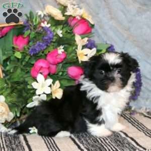 Nova, Shih Tzu Puppy