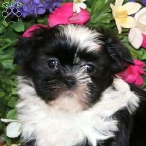 Nova, Shih Tzu Puppy