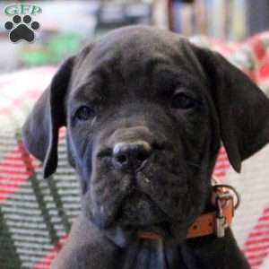 Nutella, Cane Corso Mix Puppy