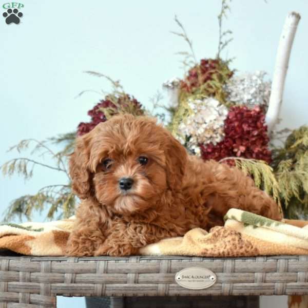 Nutmeg, Cavapoo Puppy