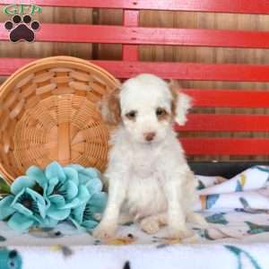 Nyle, Mini Goldendoodle Puppy