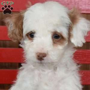 Nyle, Mini Goldendoodle Puppy