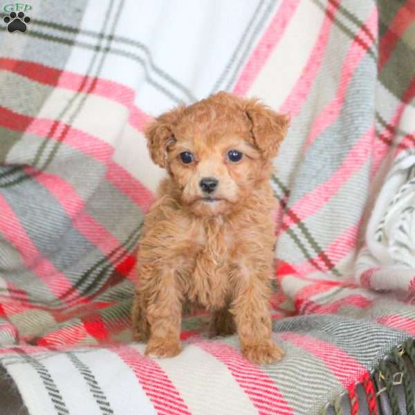 Olive, Toy Poodle Puppy