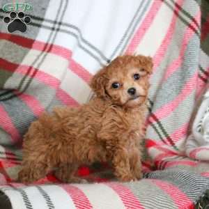 Olive, Toy Poodle Puppy