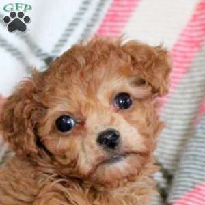 Olive, Toy Poodle Puppy