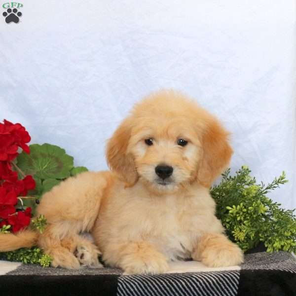 Oliver, Goldendoodle Puppy