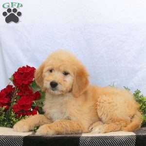 Oliver, Goldendoodle Puppy