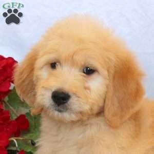 Oliver, Goldendoodle Puppy