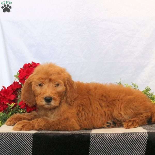 Olivia, Goldendoodle Puppy