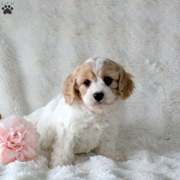 Olivia, Cavachon Puppy