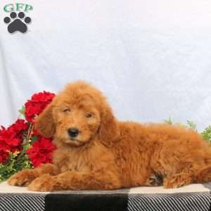 Olivia, Goldendoodle Puppy