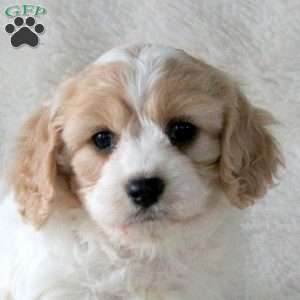 Olivia, Cavachon Puppy