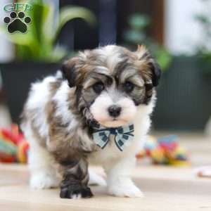 Ollie, Havanese Puppy