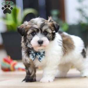 Ollie, Havanese Puppy