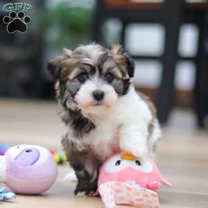 Ollie, Havanese Puppy