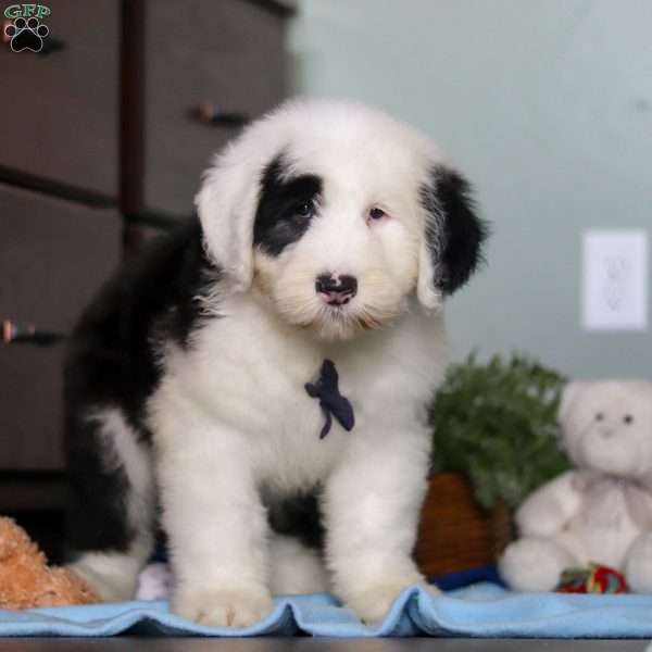Ollie, Old English Sheepdog Puppy