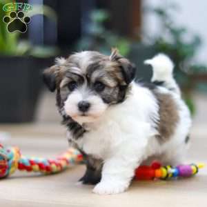 Ollie, Havanese Puppy