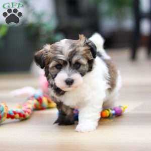 Ollie, Havanese Puppy