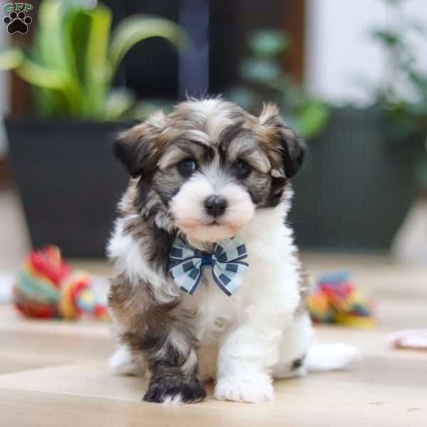 Ollie, Havanese Puppy