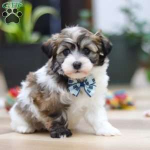 Ollie, Havanese Puppy