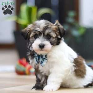 Ollie, Havanese Puppy