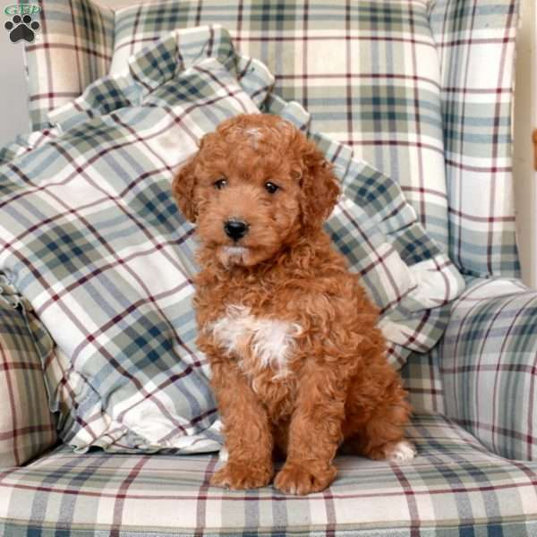 Ollie, Mini Goldendoodle Puppy