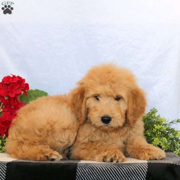 Onyx, Goldendoodle Puppy