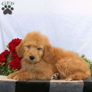 Onyx, Goldendoodle Puppy