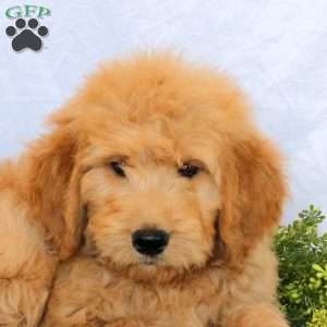 Onyx, Goldendoodle Puppy