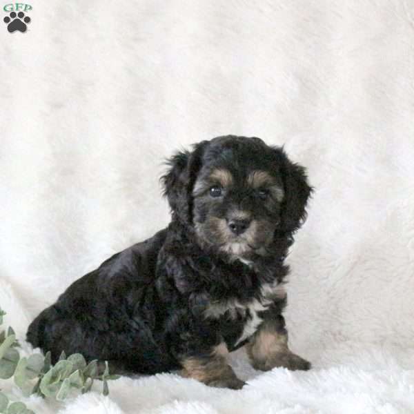 Opal, Cavachon Puppy