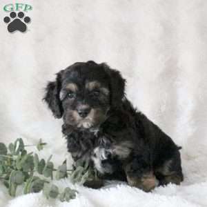Opal, Cavachon Puppy