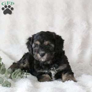 Opal, Cavachon Puppy