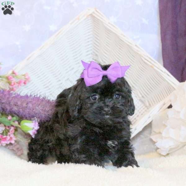 Oreo, Shih-Poo Puppy