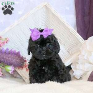 Oreo, Shih-Poo Puppy