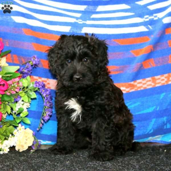 Oreo, Mini Whoodle Puppy