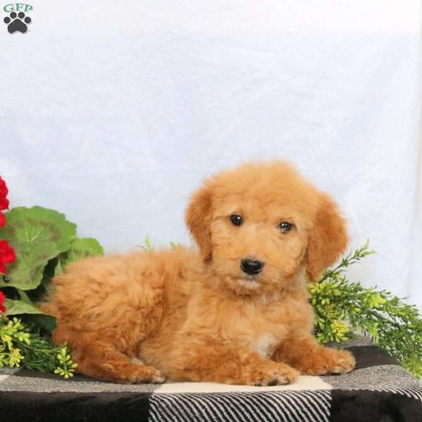 Orion, Goldendoodle Puppy